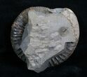 Inch Dactylioceras Ammonite - Great Britain #4363-2